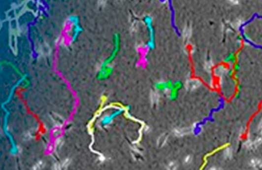 A Sensitive and Robust 3D Chemotaxis Assay