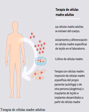 Ensayo basado en células en el incubador