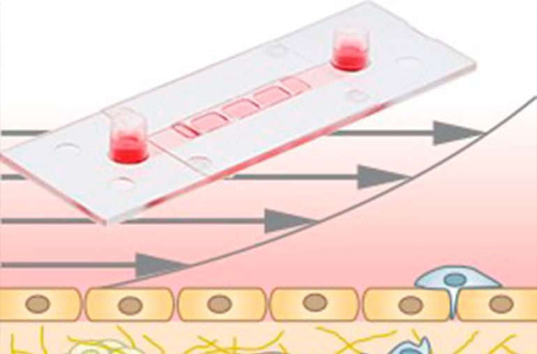 Combinar cultivo celular 3D, ensayos de flujo y microscopía de alta resolución